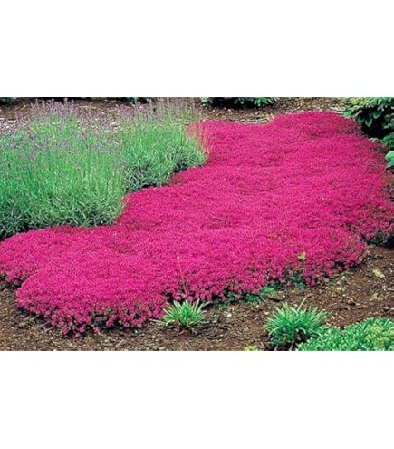 Thyme  Thyme - Ontario Seed Company – Wildwood Outdoor Living